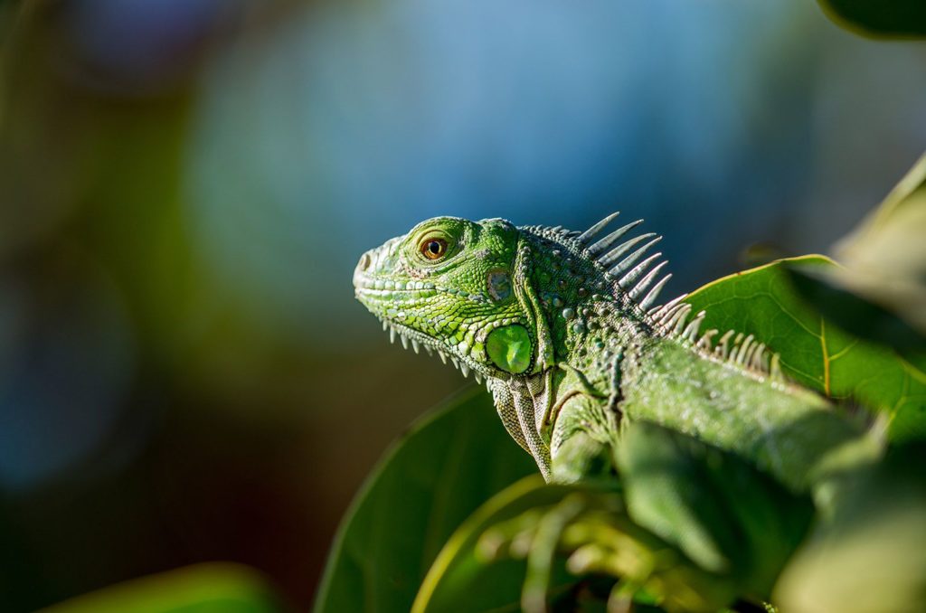 green-iguana1